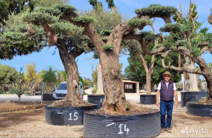 Озеленение и благоустройство