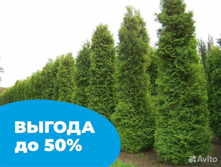 Туя брабант