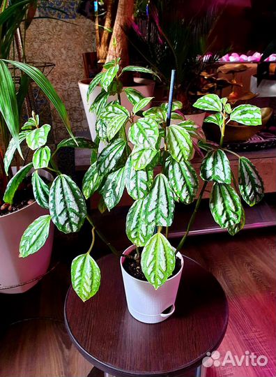 Пилея Кадиеро