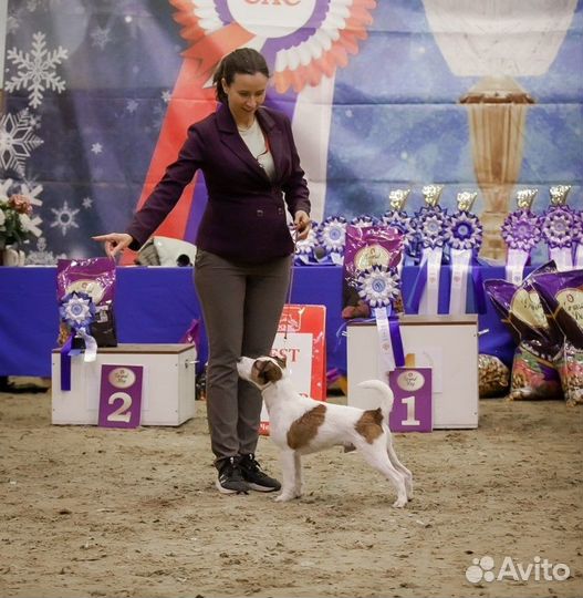 Парсон Рассел Терьер вязка