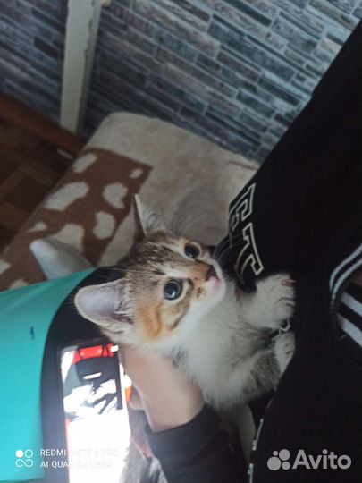 Кошка