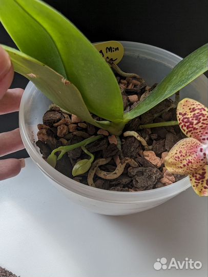 Цветущая орхидея фаленопсис Zheng Min Anaconda