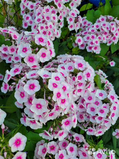 Флоксы многолетние