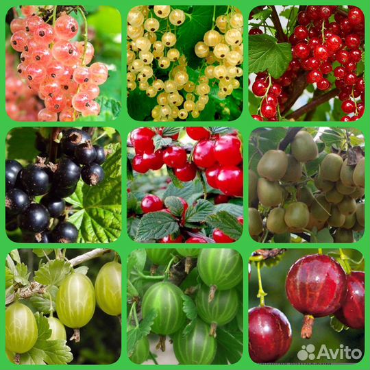 Саженцы плодовые и декоративные