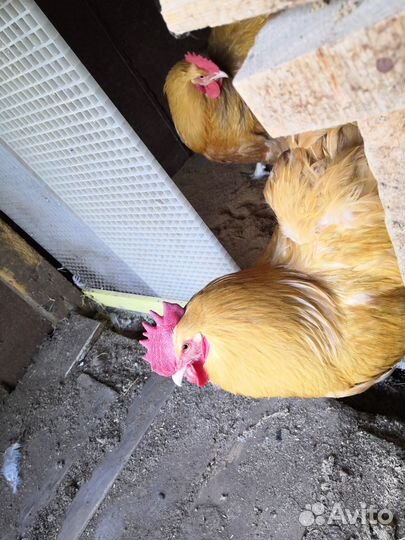 Петух Орпингтон