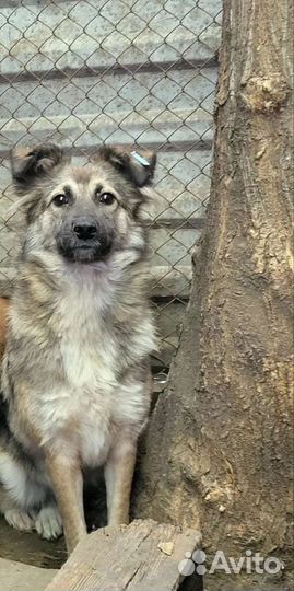 Собака на охрану двора