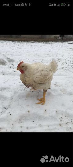 Тушки домашнего бройлера