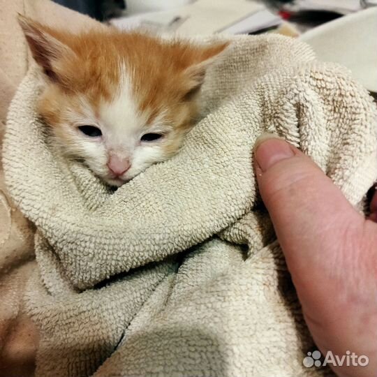 Рыжее солнышко в ваш дом