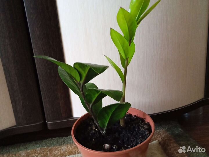 Замиокулькас