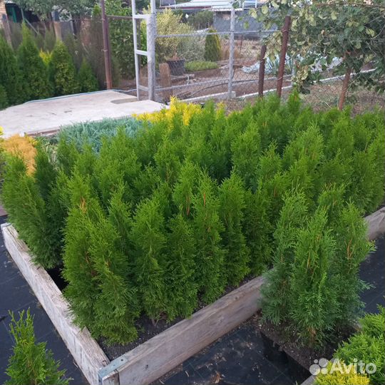 Туя Западная Смарагд