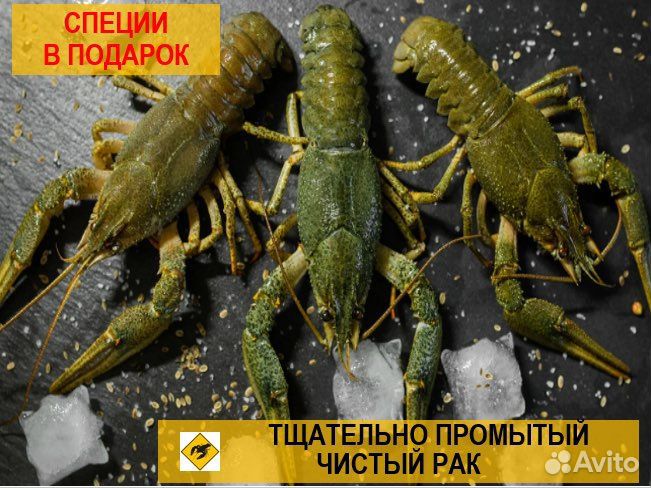 Раки живые и вареные (розница / опт )