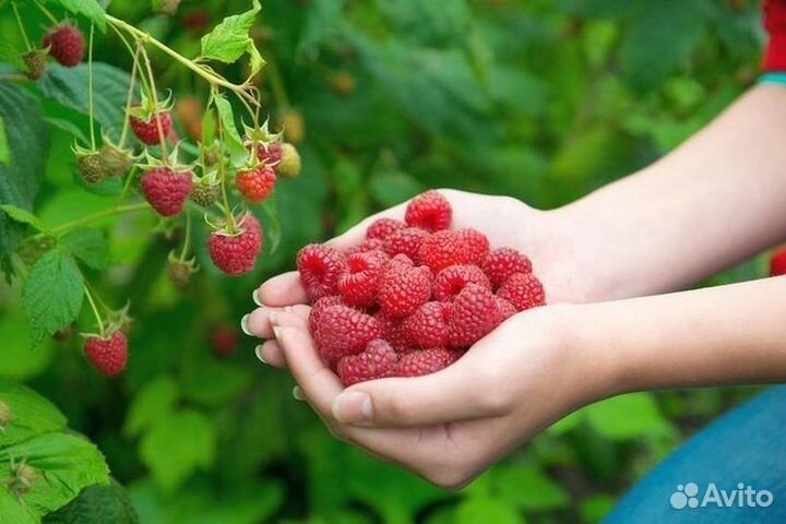 Сборщик ягод вахта Ленинградская область