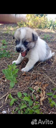 Щенок инвалид