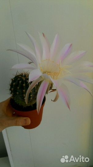 Кактусы сорт цветущий