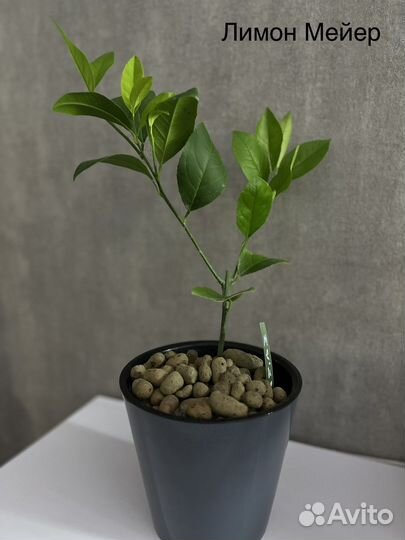 Саженцы лимона мейера