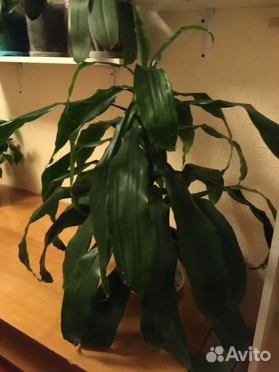 Глоксиния, драцена, фикус