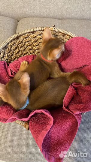 Абиссинская