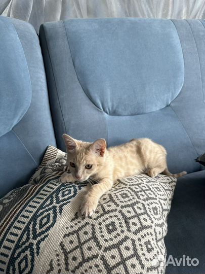 Домашние животные котята бесплатно