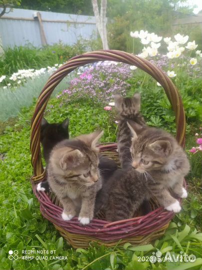 Отдам котят