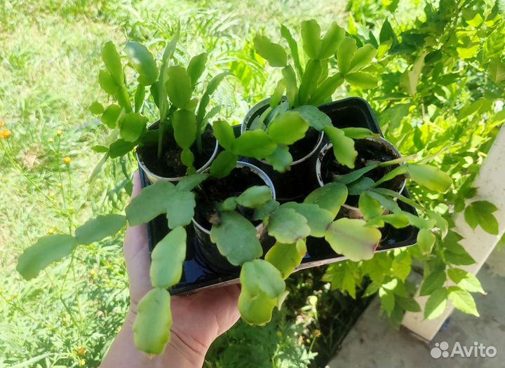 Рождественник шлюмбергер 