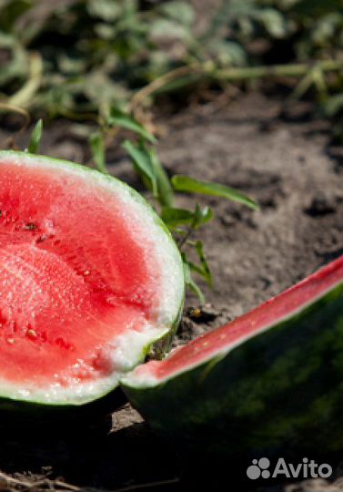 Семена Арбуза 