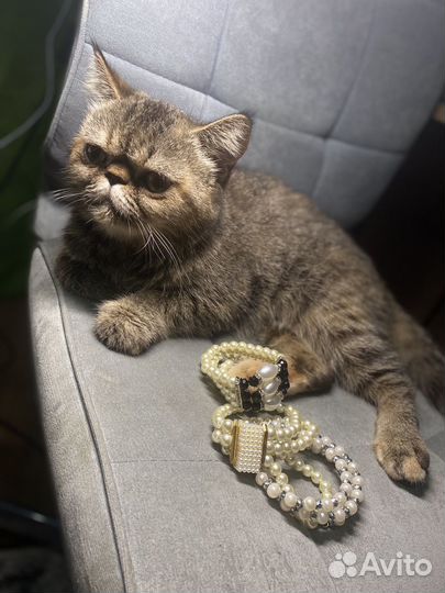 Кошки в добрые руки