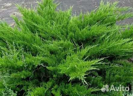 Можжевельник