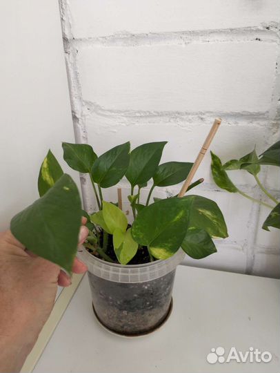 Эпипремнум Золотистый (Сциндапсус)