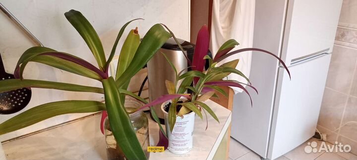 Традесканция рео