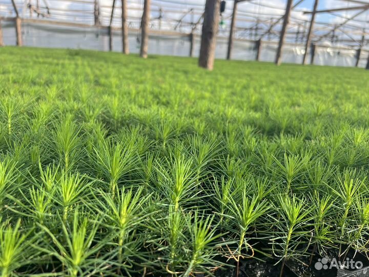 Зкс Сосна Ель Лиственница сеянцы Голуб горн