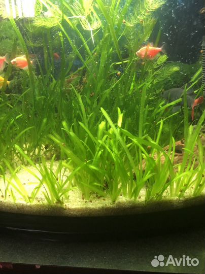 Аквариумные растения