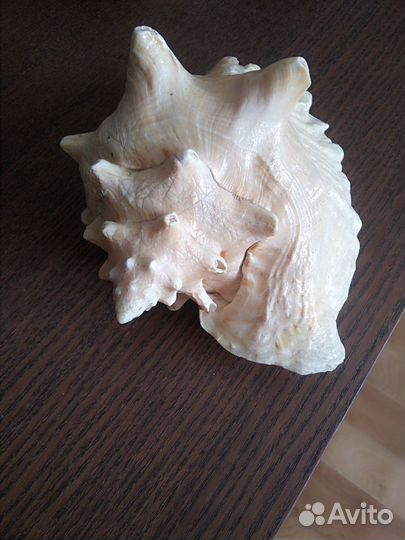 Сувенир Ракушка большая