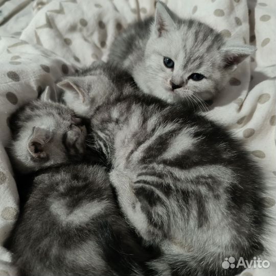 Шотландские котята