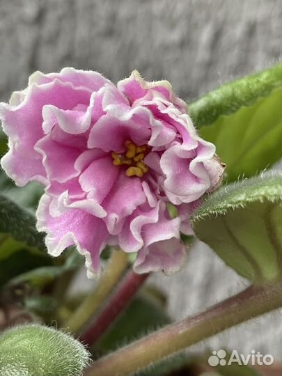 Фиалки сенполии