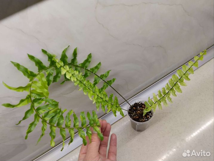 Папоротник Тигр, бегонии, разные растения