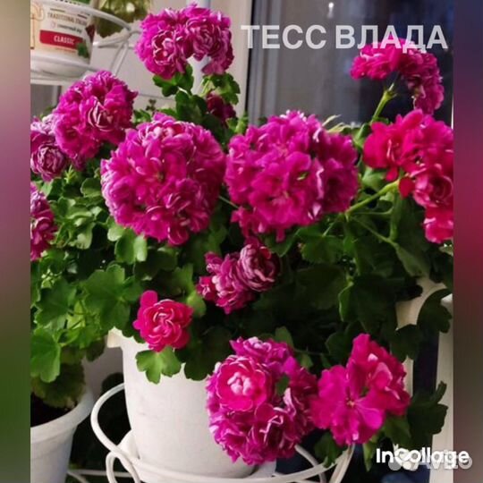 Пеларгония Тесс Влада