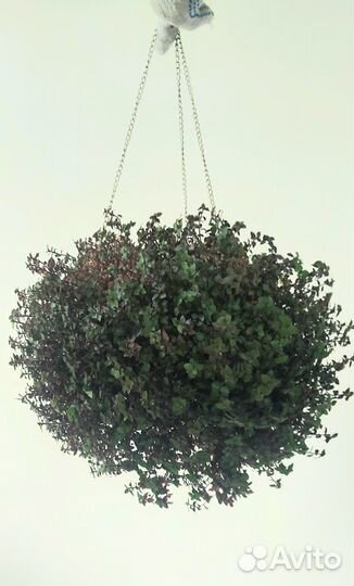 Цветы и растения комнатные.Фикус алоэ орхидея