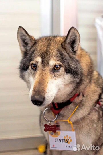 Собака в добрую семью