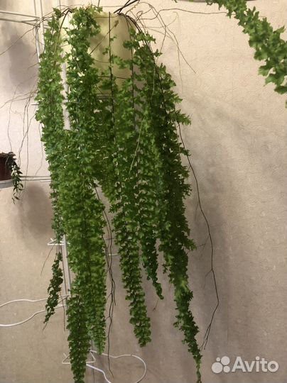 Папоротник кудрявый