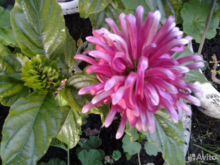 Красивоцветущие комнатные растения