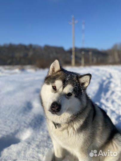 Аляскинский маламут