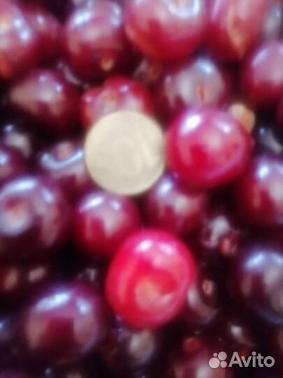 Саженцы плодово- ягодных и декоративных растений