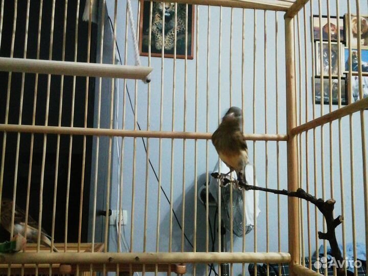 Певчие кенара и канарейки