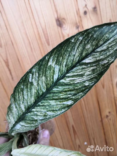 Спатифиллум