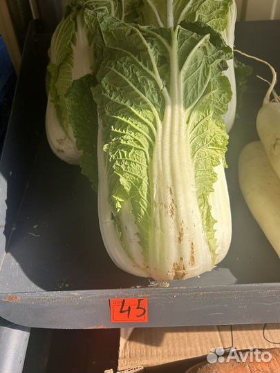 Картофель Боргустанский средний