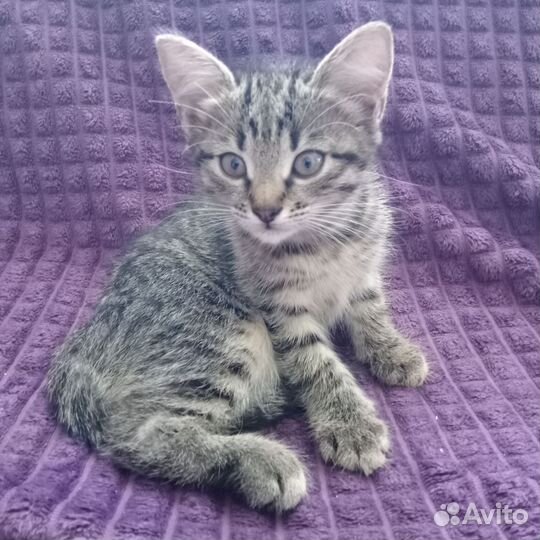 Котята 2 месяца