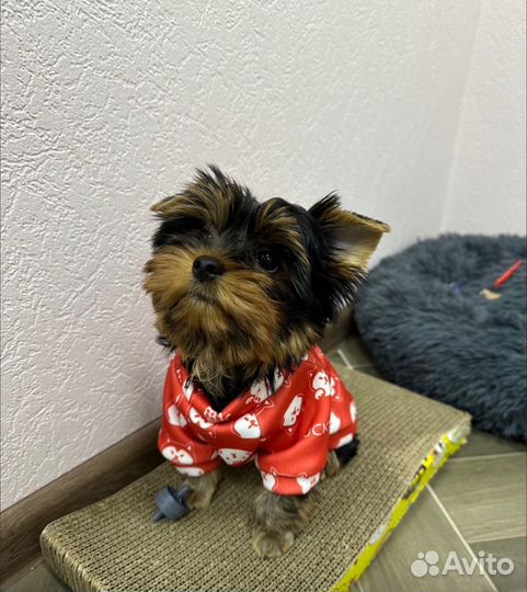 Одежда для кошек и собак, толстовка для животных