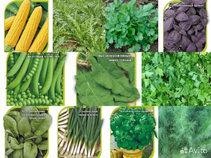 Профсемена зелень, лук, салат из Европы и Японии