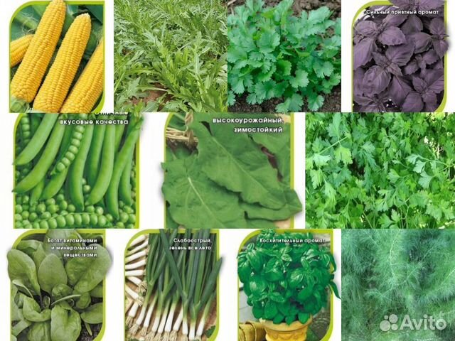 Профсемена зелень, лук, салат из Европы и Японии