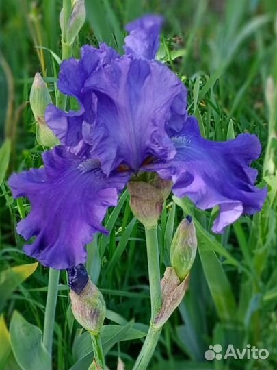 Ирисы бородатые